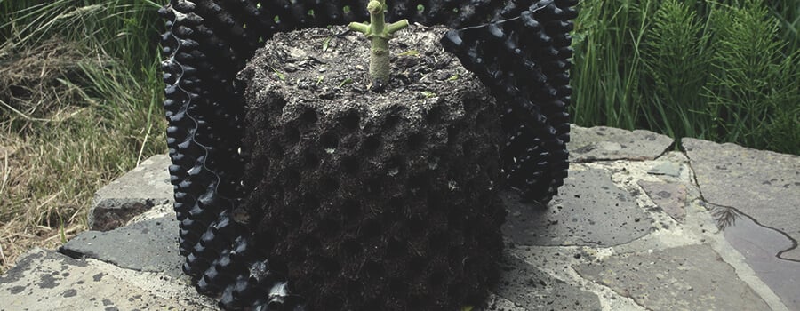 Poda Aérea Planta De Cannabis