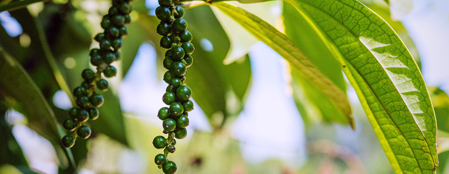 Beta Cariofileno Terpeno Presente En Pimienta Negra Y Cannabis