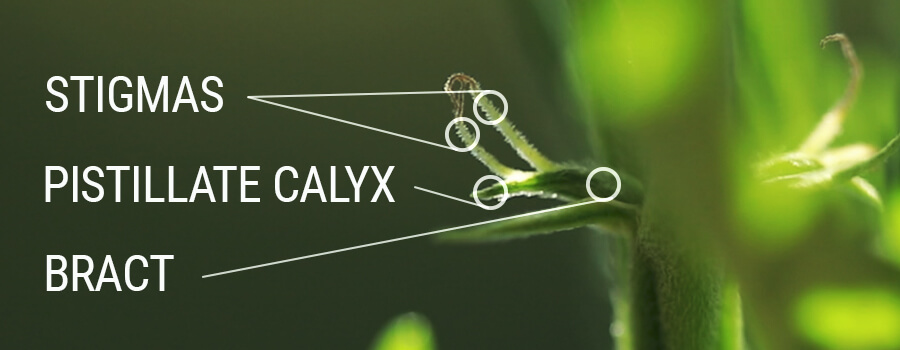 Estigmas Pistilos Calyx Y Bráctea Estigmas Pistilos Calyx Y Bráctea