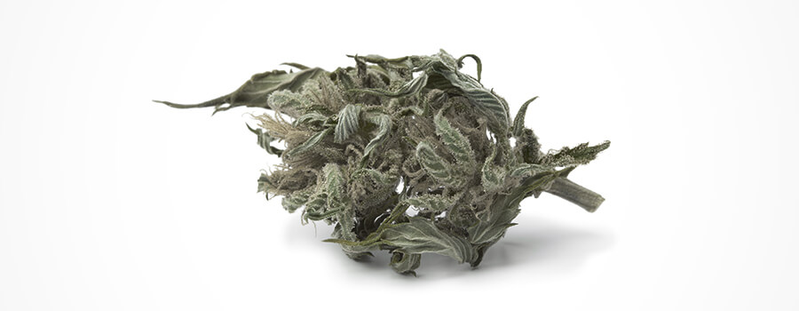Decoloración Del Cannabis