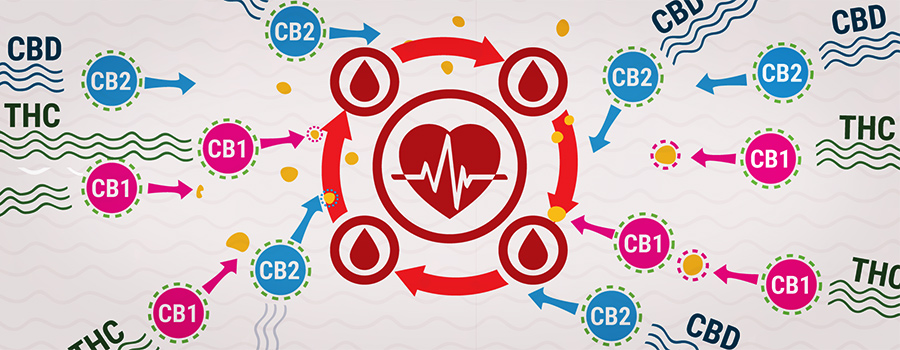 Cb1 Y Cb2 Con Thc Y Cbd Presión Arterial De Interacción