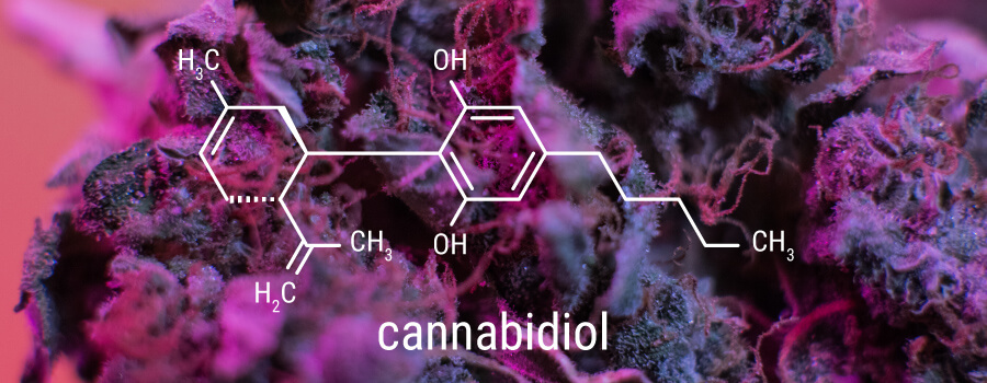 CBD Concentración CBD Concentración