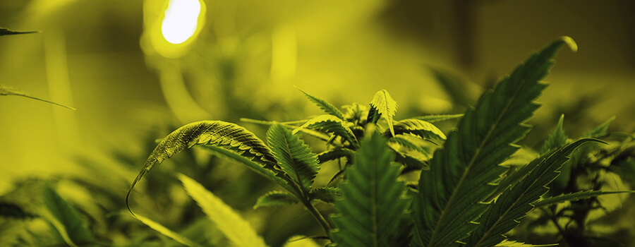 La Cantidad Óptima De Luz Para Plantas De Cannabis La Cantidad Óptima De Luz Para Plantas De Cannabis