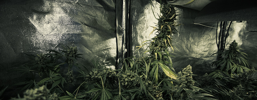 Cultiva Diferentes Variedades De Cannabis Al Mismo Tiempo En El Mismo Espacio