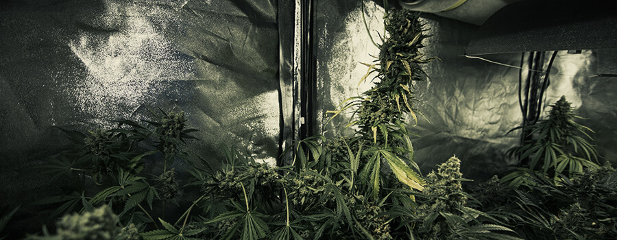 Cultiva Diferentes Variedades De Cannabis Al Mismo Tiempo En El Mismo Espacio Cultiva Diferentes Variedades De Cannabis Al Mismo Tiempo En El Mismo Espacio