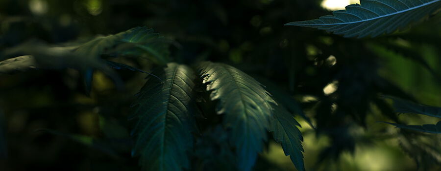 Temperatura Fresca Para El Cultivo De Cannabis