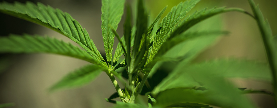 Clonación De Variedades Autoflorecientes Cannabis