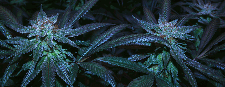 Cómo Clonar Cepas De Cannabis Autoflorecientes