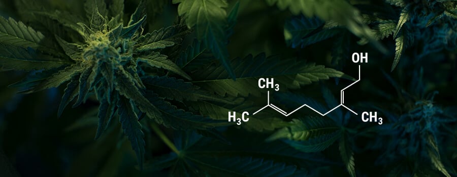 Planta De Cannabis