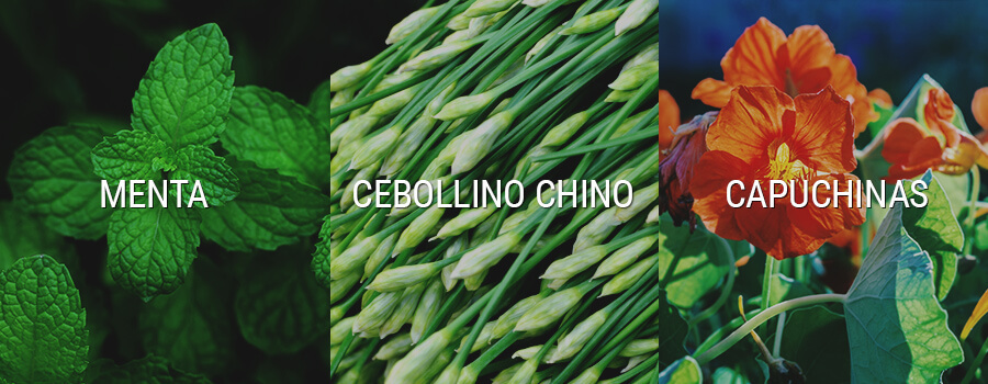 Plantas De Cannabis Y Plantas De Menta, Cebolletas Y Capuchina Plantas De Cannabis Y Plantas De Menta, Cebolletas Y Capuchina