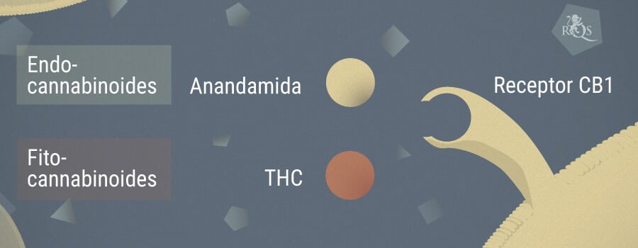 La anandamida y su relación con el THC y el CBD - RQS Blog