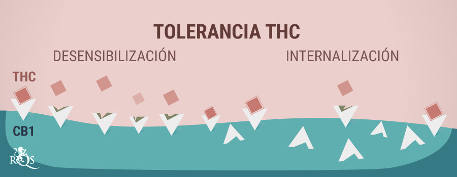 Tolerancia al THC