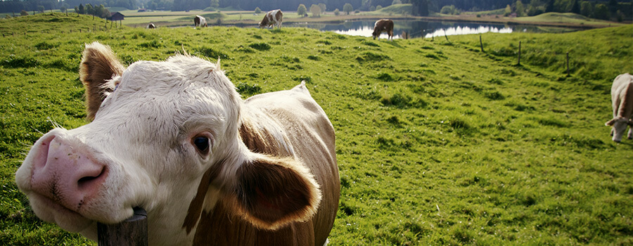 Vaca Feliz Alimentada Con Hierba