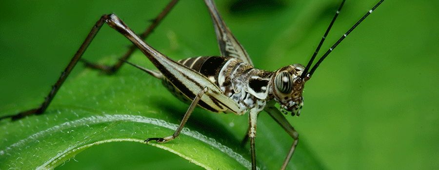 Cricket Cannabis Pest