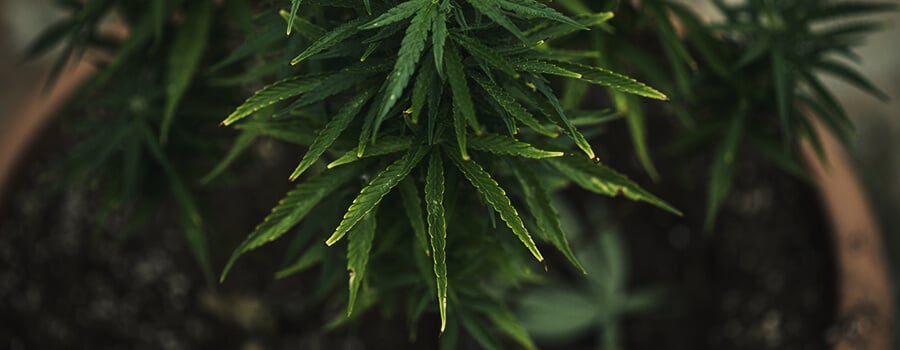 Nutrient Lock Out Cannabis Plantplanta De Cannabis De Bloqueo De Nutrientes