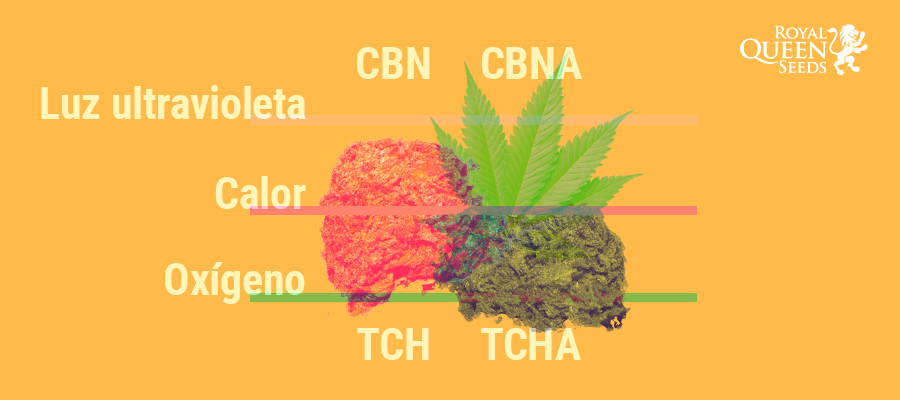 CBN, THC, CBNA y THCA CBN, THC, CBNA y THCA