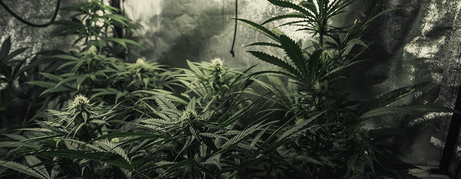Cultivo De Varias Plantas Diferentes De Cannabis
