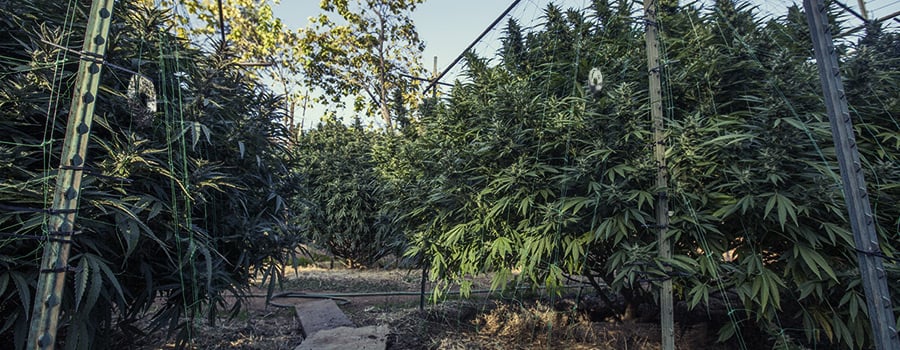 Plantación Al Aire Libre De Cannabis Para Pájaros