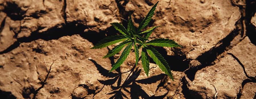 Cannabis Plant Grown in a Drought ConditionPlanta De Cannabis Cultivada En Condiciones De Sequía