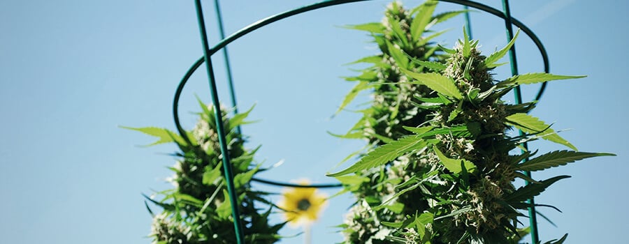 Cultivo Al Aire Libre De Cannabis