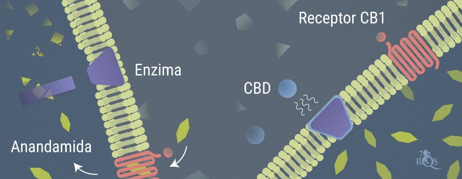 La anandamida y su relación con el THC y el CBD - RQS Blog