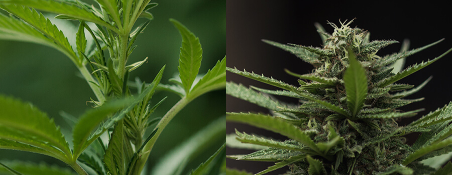 Planta De Cannabis En Floración