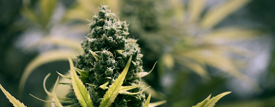 Período De Floración Cultivo Cannabis