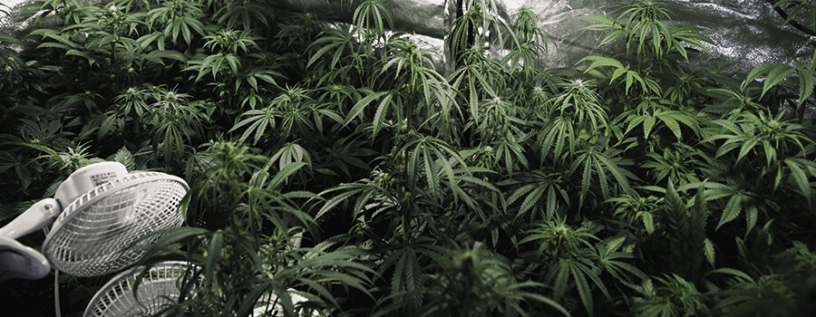 Ventilación Interior De Cannabis