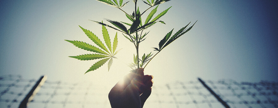 Cercas Para Proteger La Plantación De Cannabis De Los Ciervos