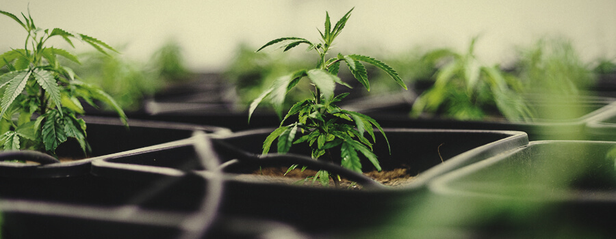 Sistema de Fertigación de Cannabis en Interior