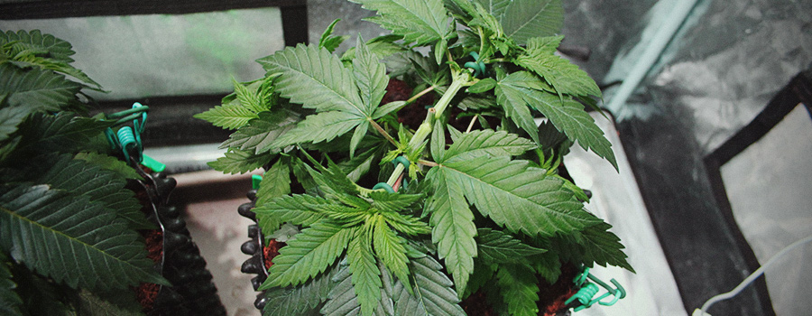 Fimming Topping Techniques Cannabis Fimming Topping Techniques Cannabis