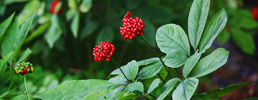 Humuleno Terpeno Ginseng Y Cannabis