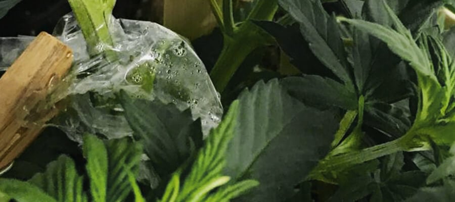 Injerto De Plantas De Cannabis