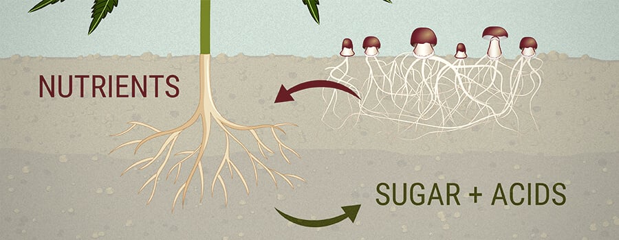 Plantas Y Microbios: Una Alianza Simbiótica