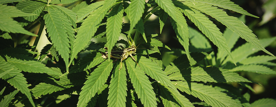 Saltamontes Cannabis Planta Saltamontes Cannabis Planta