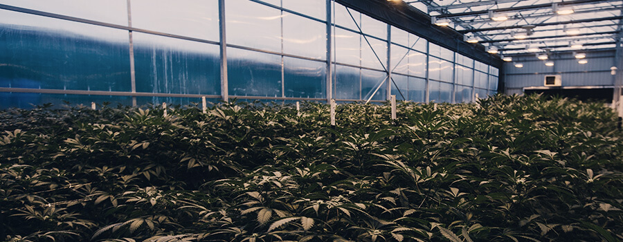 Contaminación Lumínica De Cannabis En Invernadero