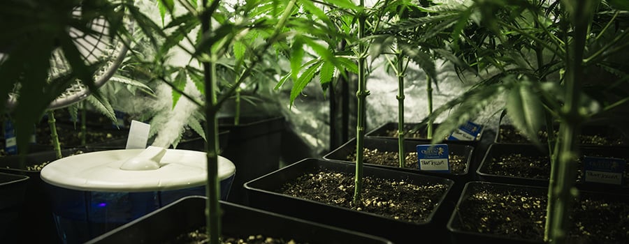 Humidificador Cannabis Cultivación