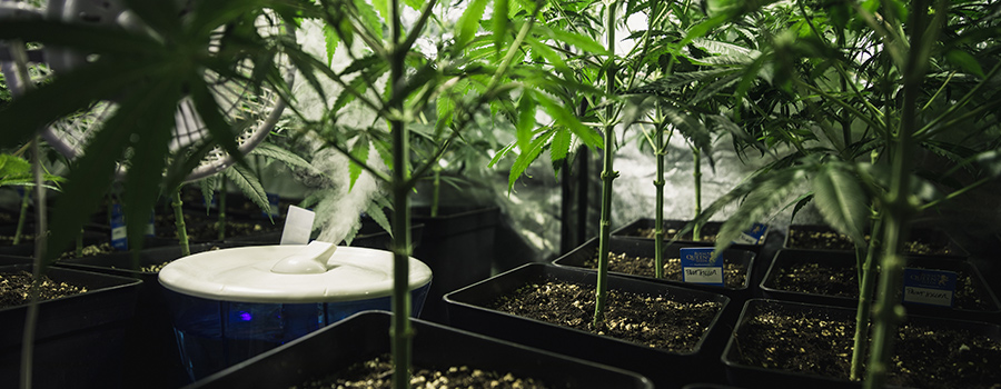 Deshumidificador Cultivo Cannabis Deshumidificador Cultivo Cannabis