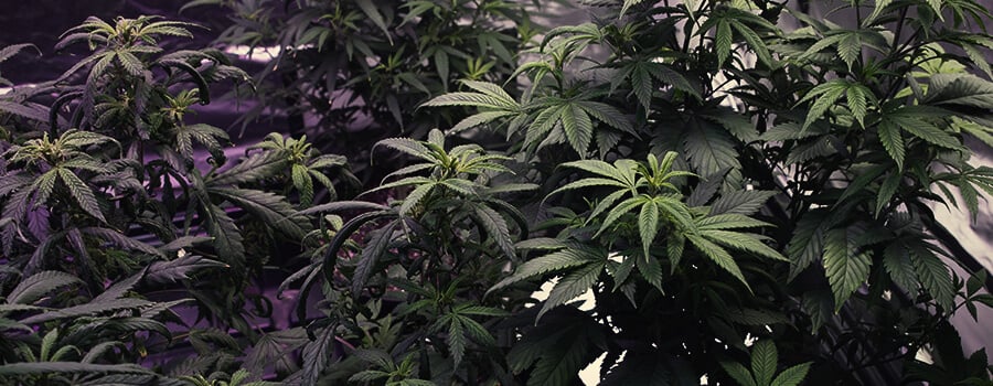 Las Plantas De Cannabis Crecen Lentamente crecimiento lento en las plantas