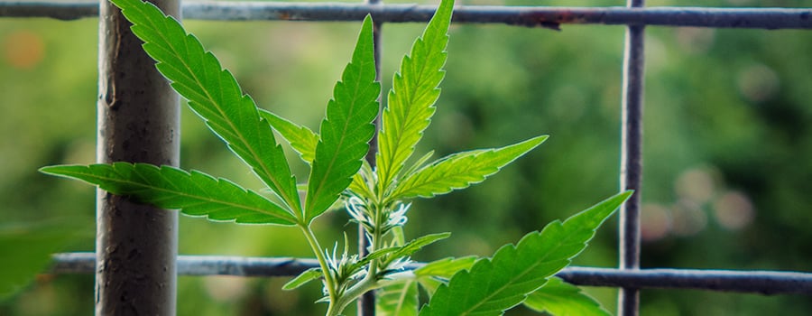 Planta De Cannabis En Un Balcón