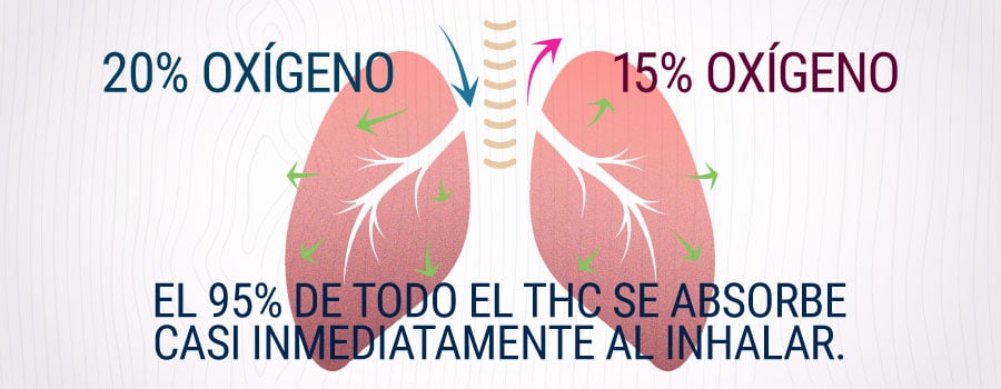 Pulmones Inhalando Humo De Cannabis Explicación