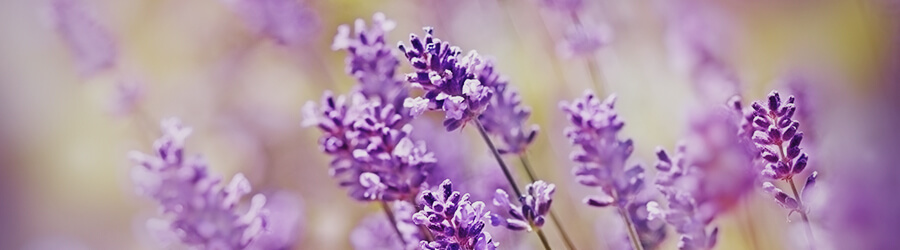 Lavender Lavender