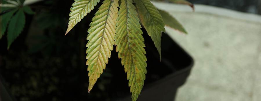 Septoriosis Cannabis