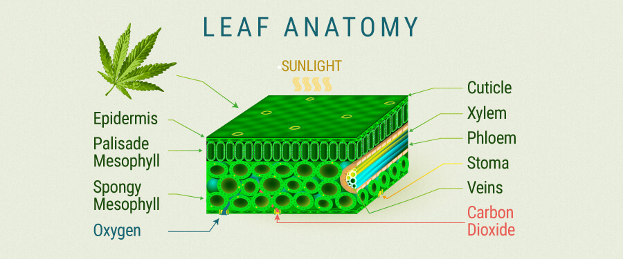 Anatomía De Hoja De Cannabis