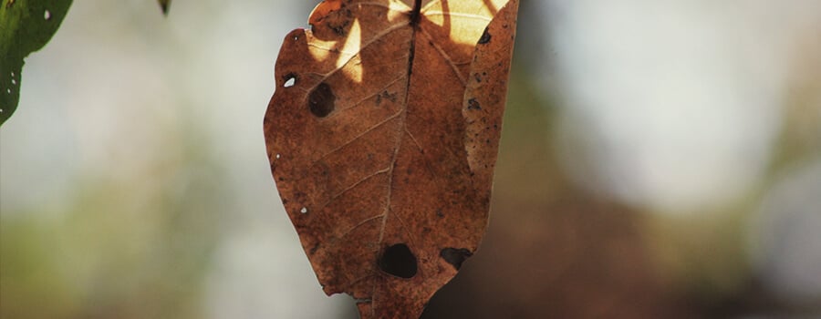 Hongo Alternaria En La Hoja