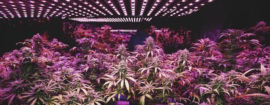 Marijuana Led Lights