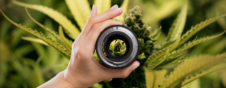 Configuración Cámara Fotografía De Cannabis