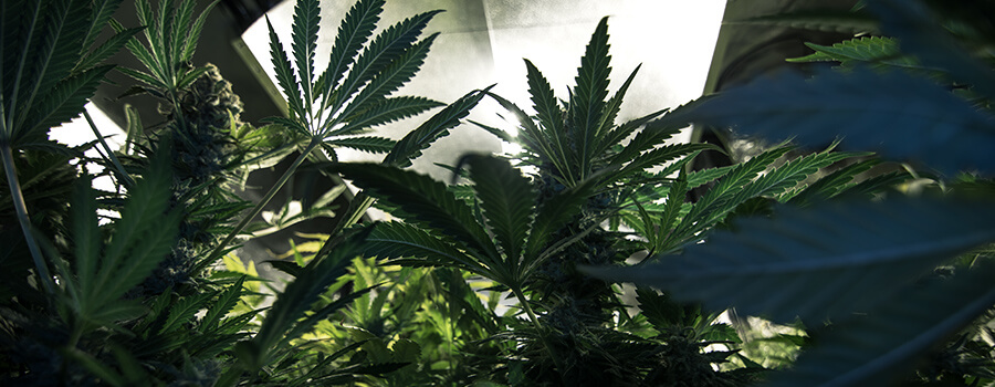 Luz Para El Cannabis