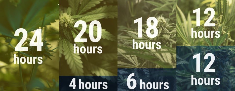 Horario de Cultivo
