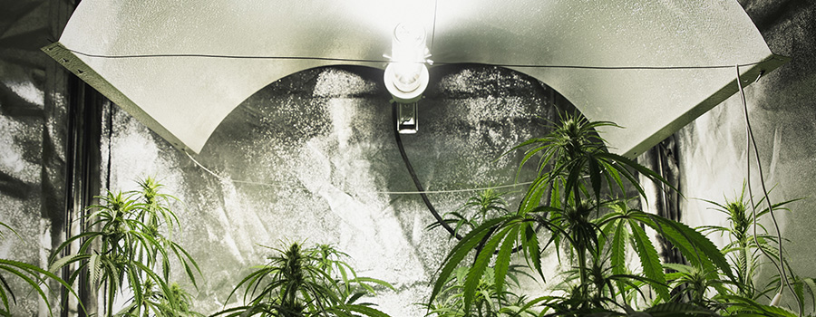 Intensidad Y Tipo De Luz En Cultivo De Cannabis Intensidad Y Tipo De Luz En Cultivo De Cannabis